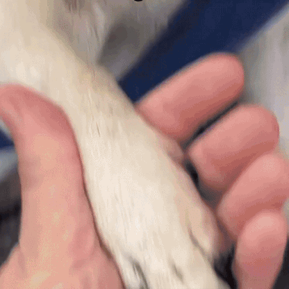 EasyClip – Trimma klor utan oro och stress